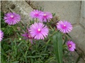 delosperma